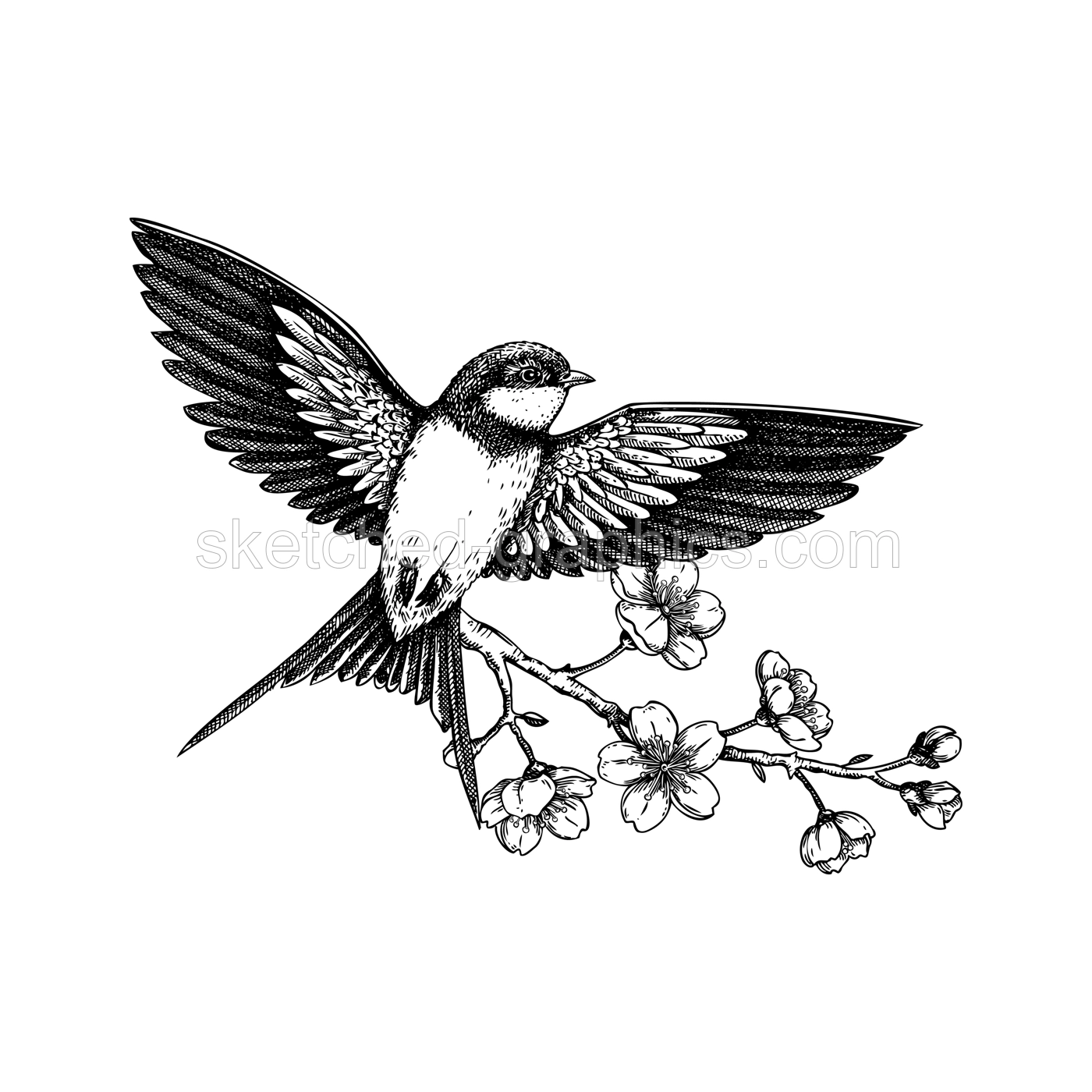 Swallow bird sketch. Cherry blossom hand drawn vector illustration. Sakura flowers drawing. Spring design. NOT AI generated. Illustration